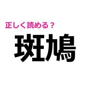  斑鳩 
