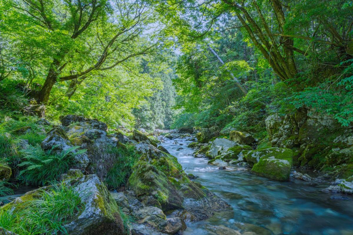 緑豊かな川