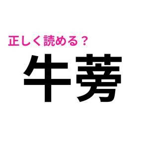  牛蒡 