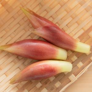  みょうが 