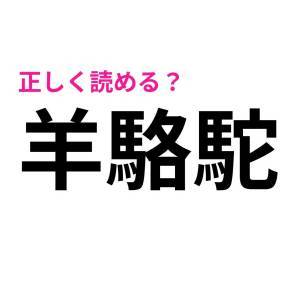  羊駱駝 