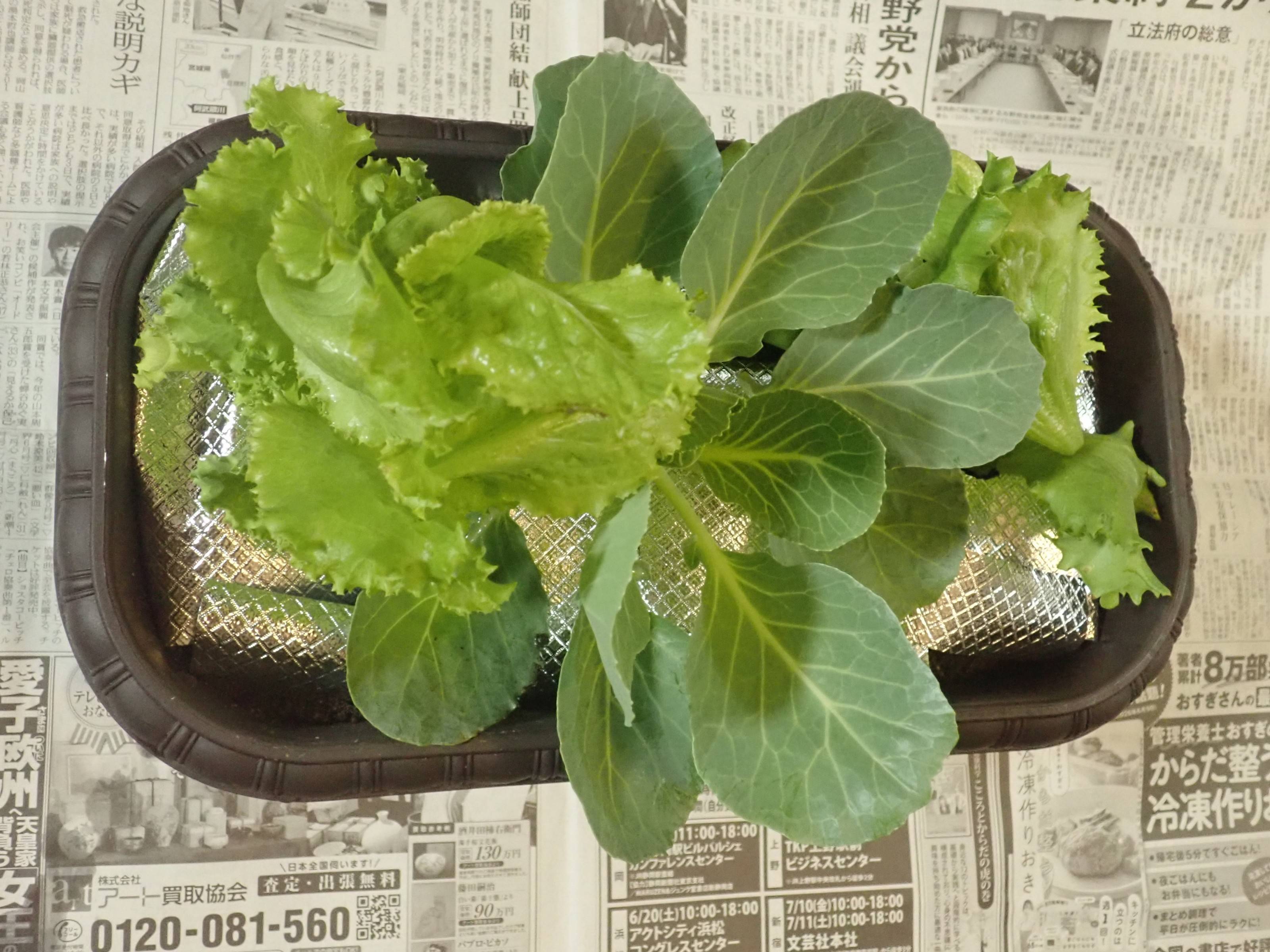 ダイソーの虫よけシート 24cm×48cm
