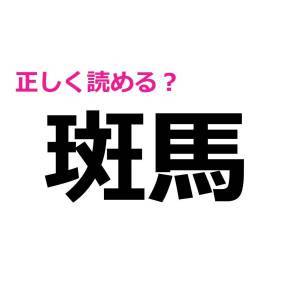  斑馬 