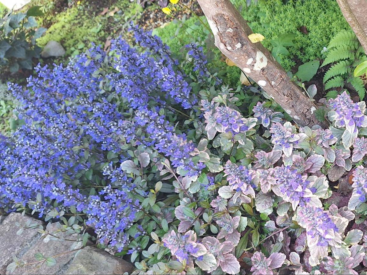 青紫色の花アジュガ