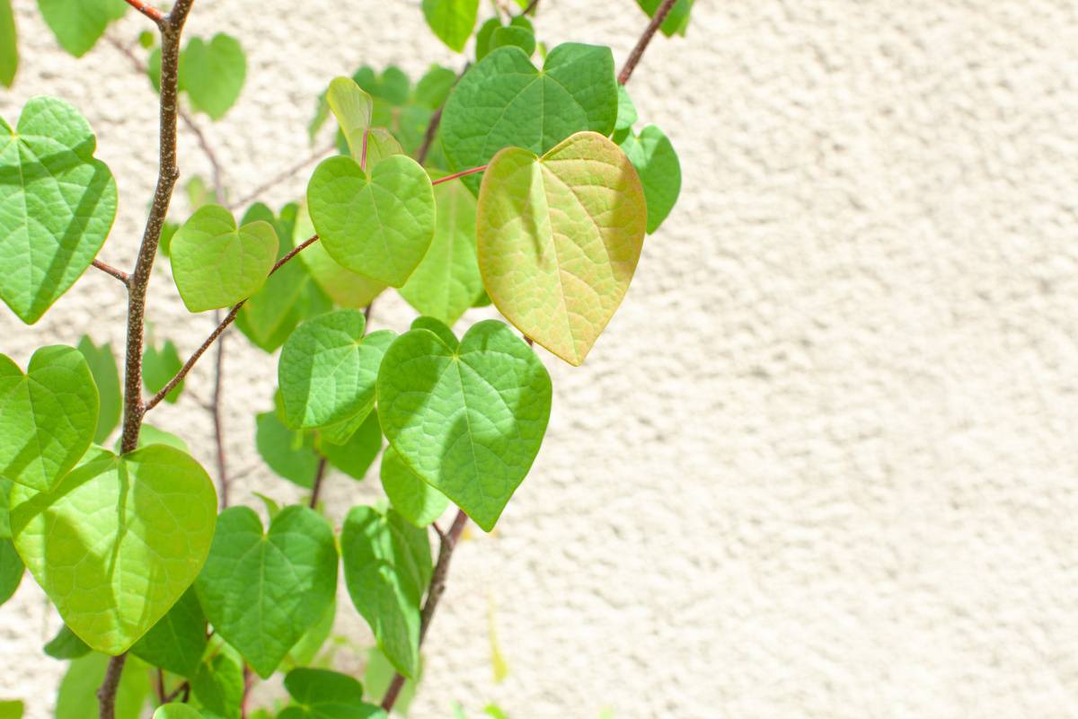 庭 健康運 上がる 葉が丸い 植物