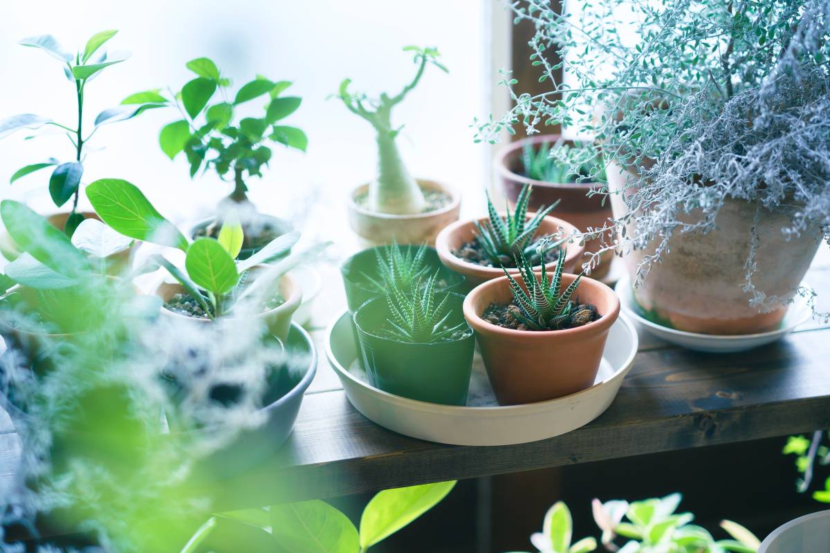 バルコニー　出世運　上がる　観葉植物