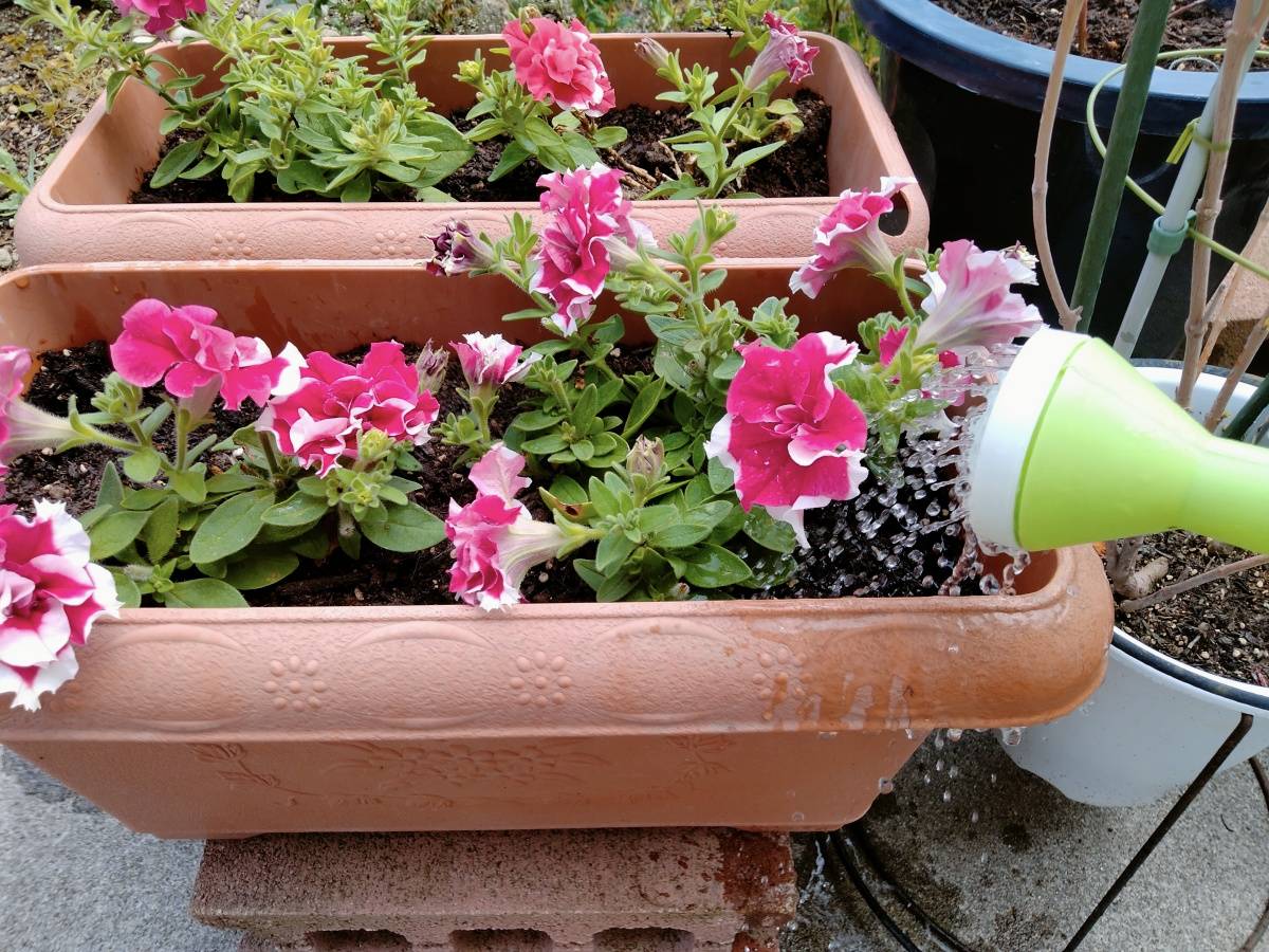 じょうろでプランターの花に水やりをしている様子
