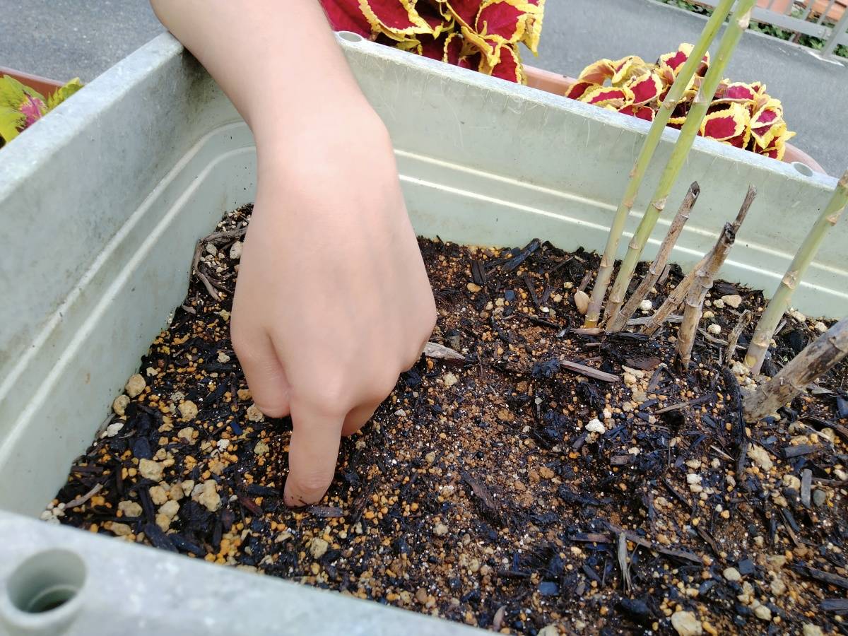 プランターの土に指を入れて乾き具合を確かめている手元