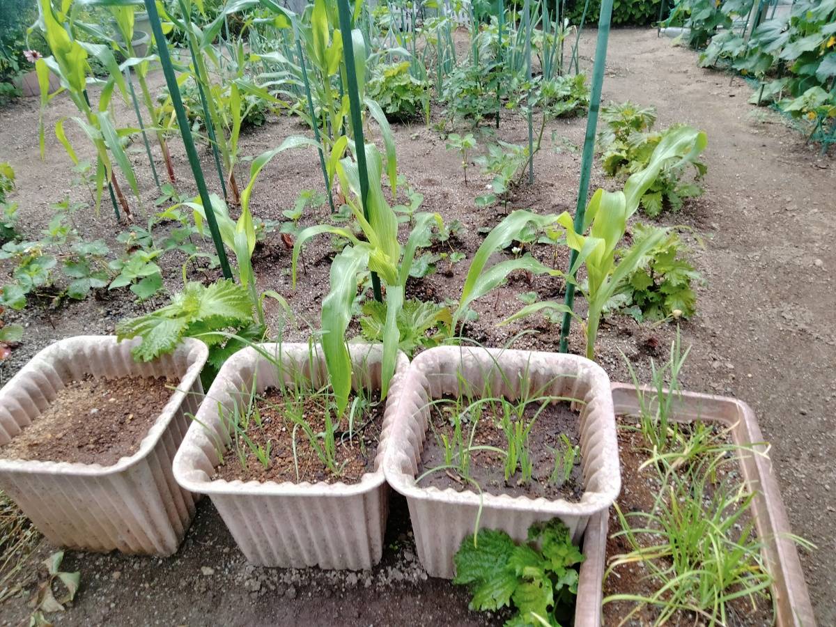 手前のプランターと奥の畑に植えられた野菜