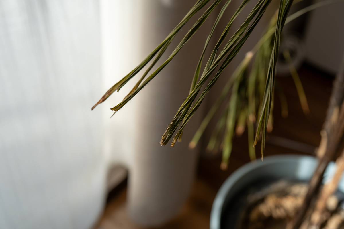 東　開運　妨げる　枯れた観葉植物