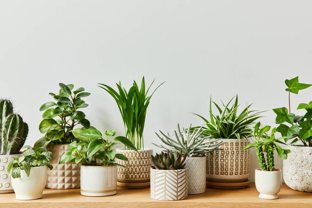 東　開運　招く　観葉植物
