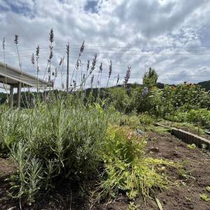  さまざまな植物が植えられた緑豊かな夏の庭 