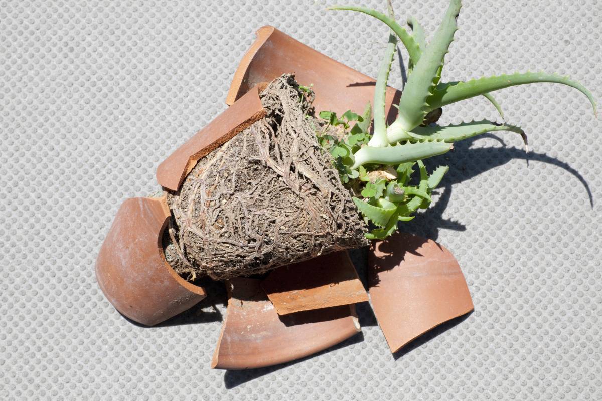 庭　運気　下がる　割れた植木鉢