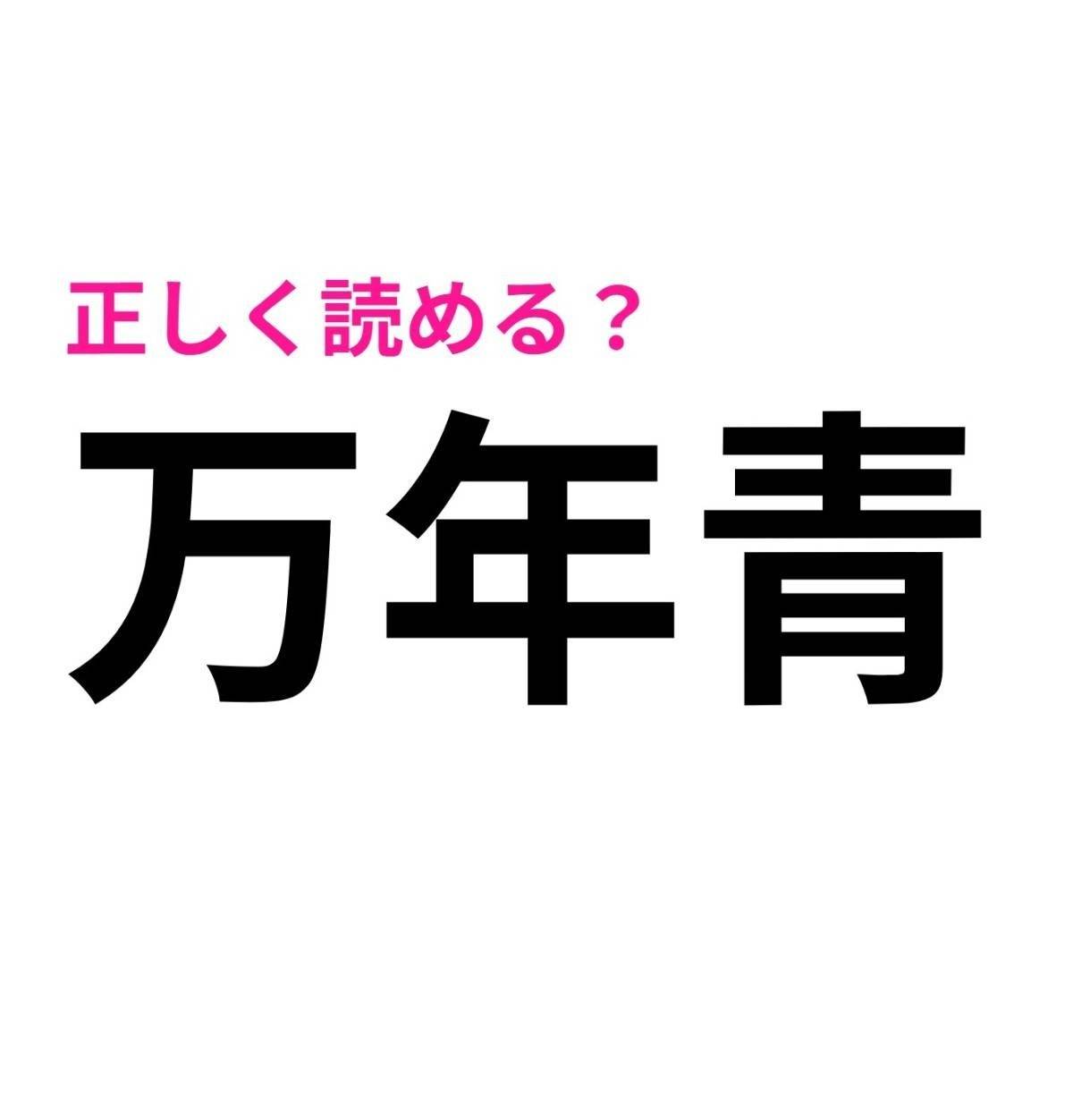 万年青