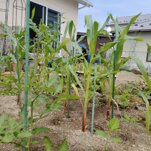 強い日差しでも元気に育つ植物は？自然農法25年で選んだ夏に強い野菜と花