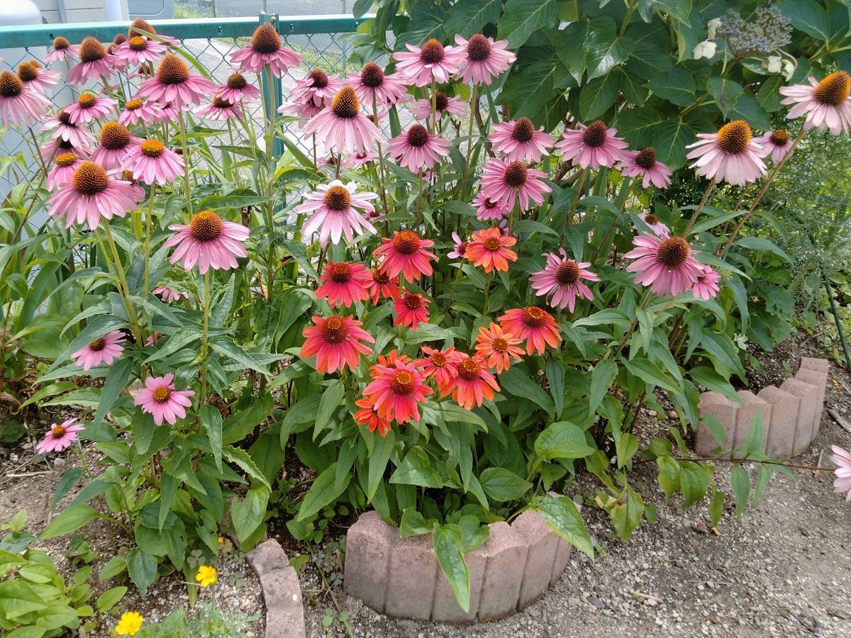 ピンクとオレンジの花が咲くエキナセアの株