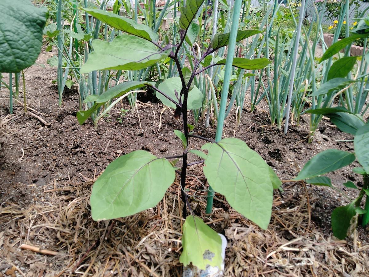 株元に刈り草を敷いたナスの苗