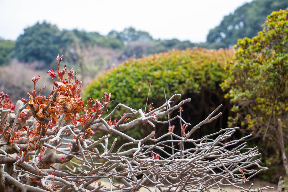 庭　運気　逃す　枯れた植物