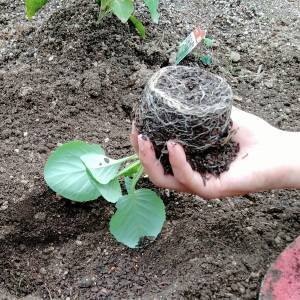 夏の植え替えや植え付けは避けるべき？涼しい時期を待つのがおすすめのワケ
