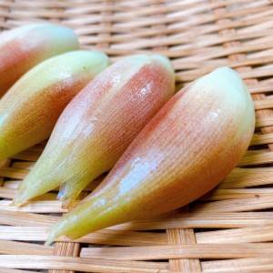  みょうが 