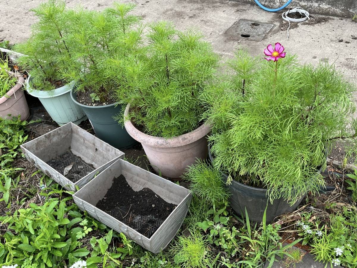 コンクリートの上に並んだコスモスの鉢植えと空のプランター