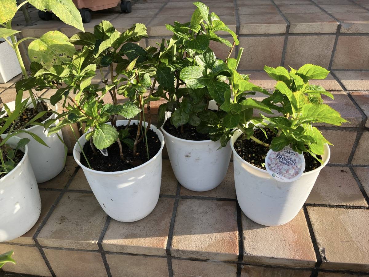 白い鉢に植えられたアジサイの苗、黒い土が見えている