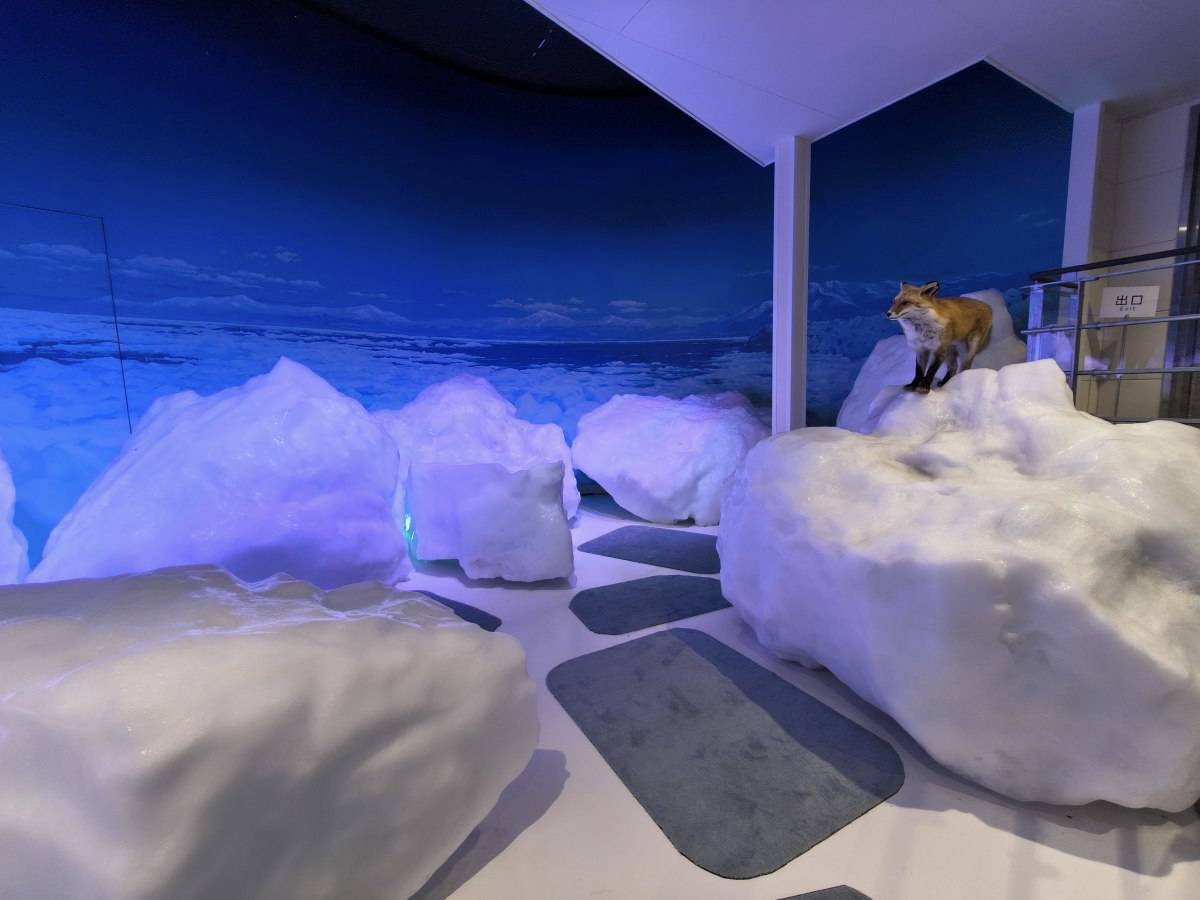 本物の流氷の展示とキタキツネのはく製