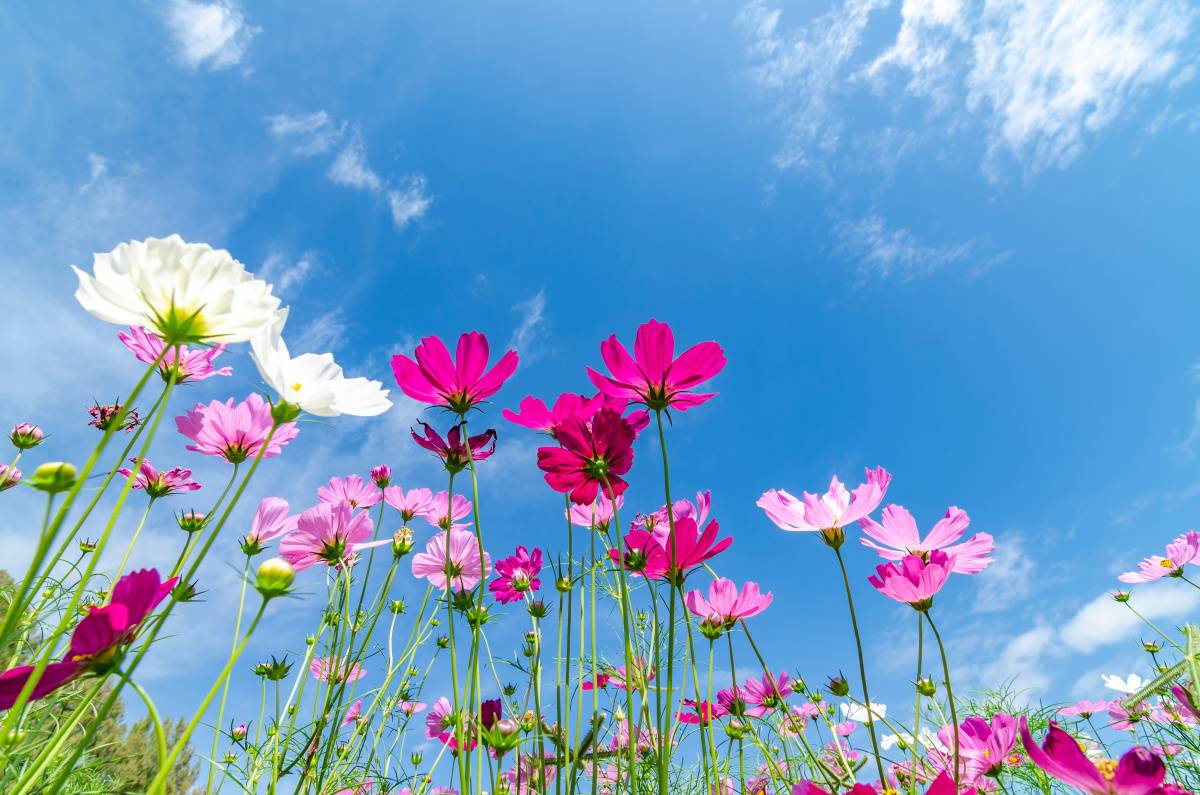 庭　人気運　上がる　ピンクの花