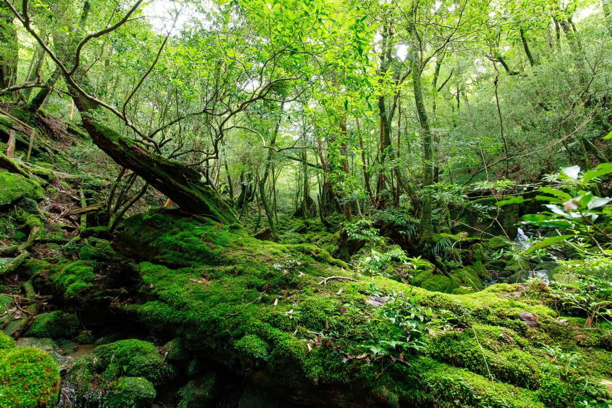 屋久島の自然