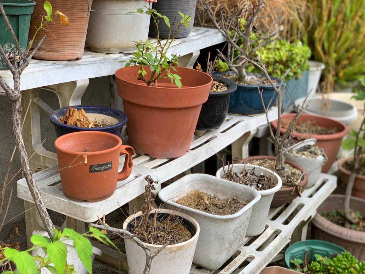 庭　財運　下がる　枯れた植物