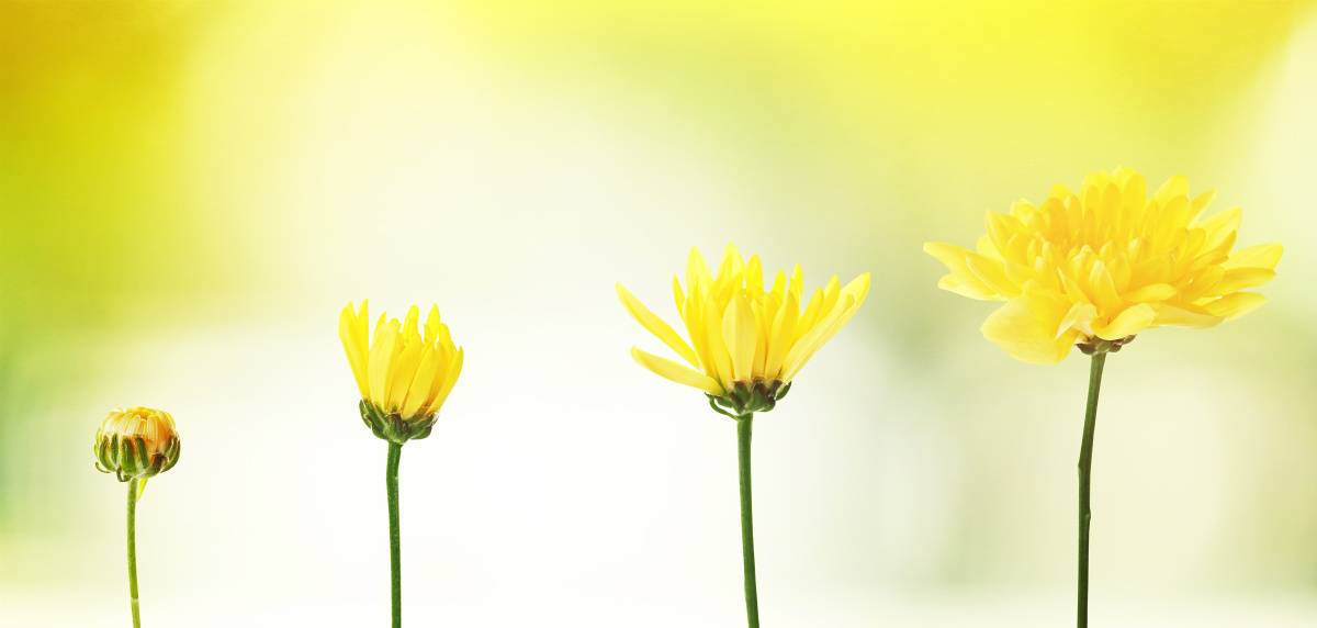 庭　財運　上がる　黄色やオレンジの花
