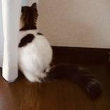 こてさく
